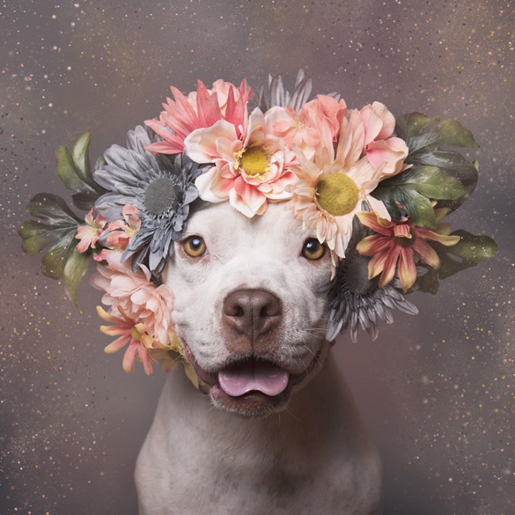 PitbullFlowerPower Hembra con corona de flores rosas, verdes y grises