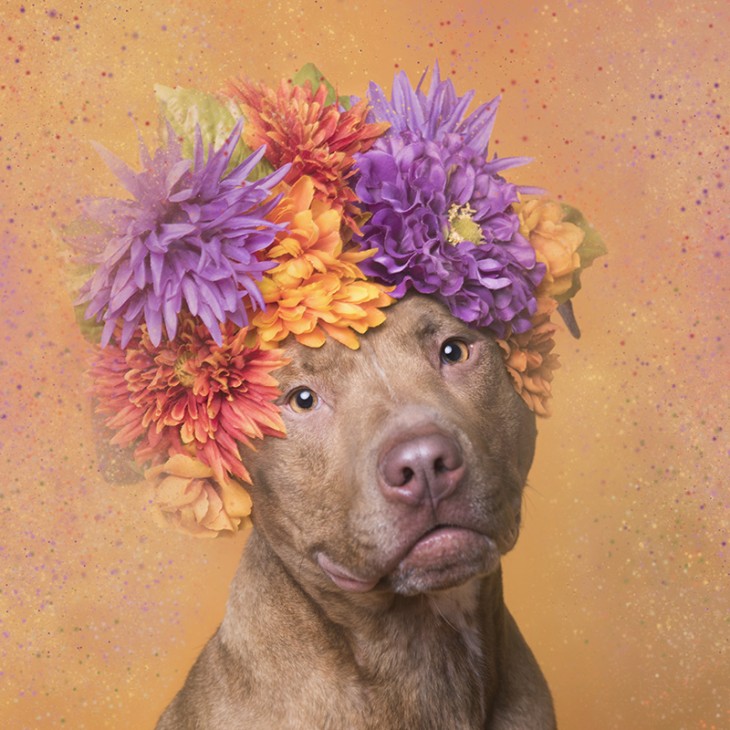 PitbullFlowerPower hembra con flores moradas, naranjas y verdes