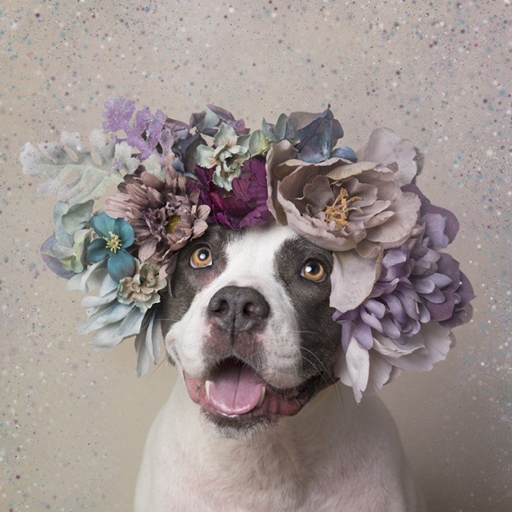 PitbullFlowerPower con su corona alegre ante la foto