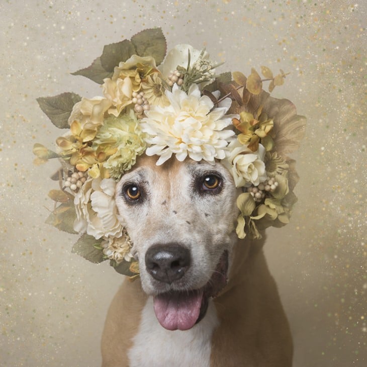 PitbullFlowerPower con corona blanca y verde