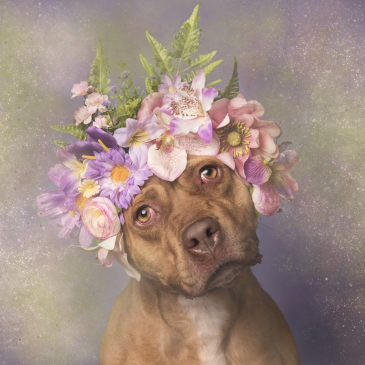 PitbullFlowerPower con su carita triste 