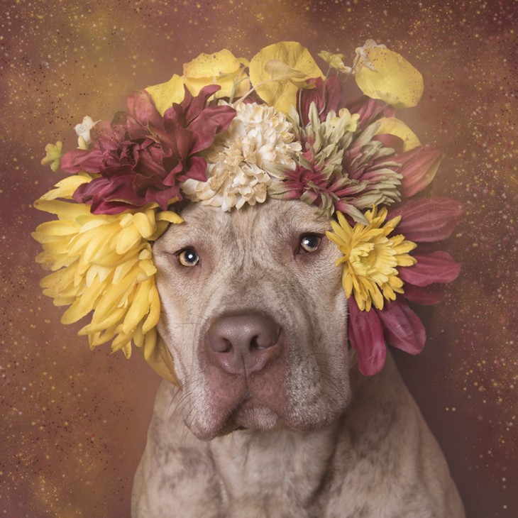 PitbullFlowerPower con su corona bella