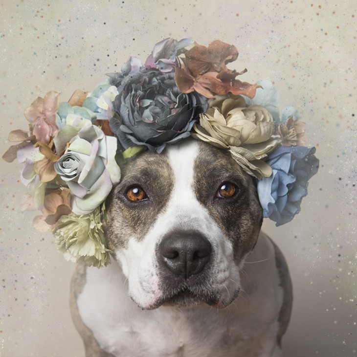 PitbullFlowerPower perro con manchas en los ojos y corona de flores en varios tonos