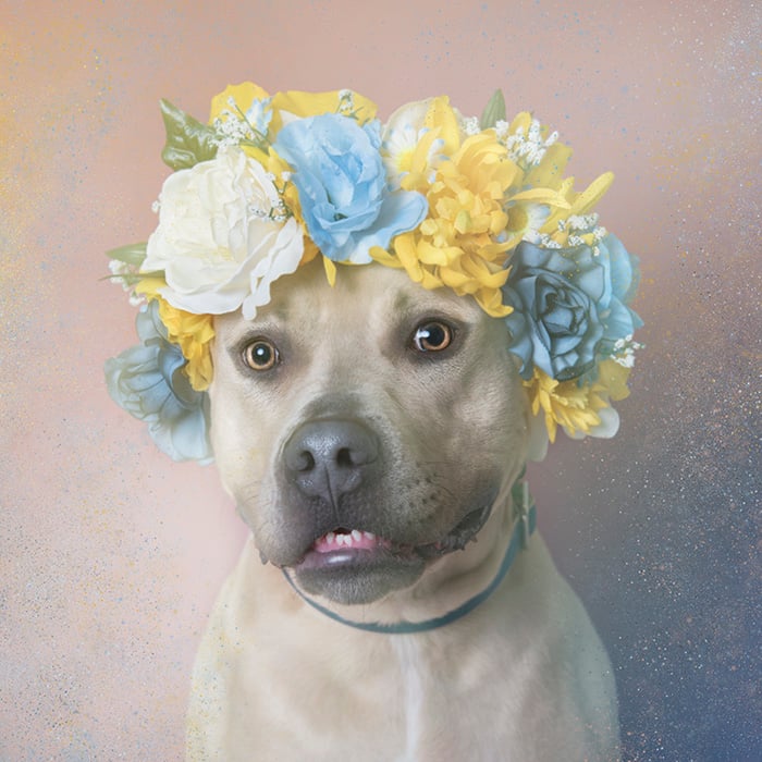 PitbullFlowerPower perro beige con flores azules, amarillas y beige