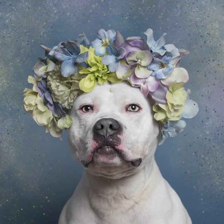 PitbullFlowerPower perro blanco con flores en colores pastel sobre su cabeza