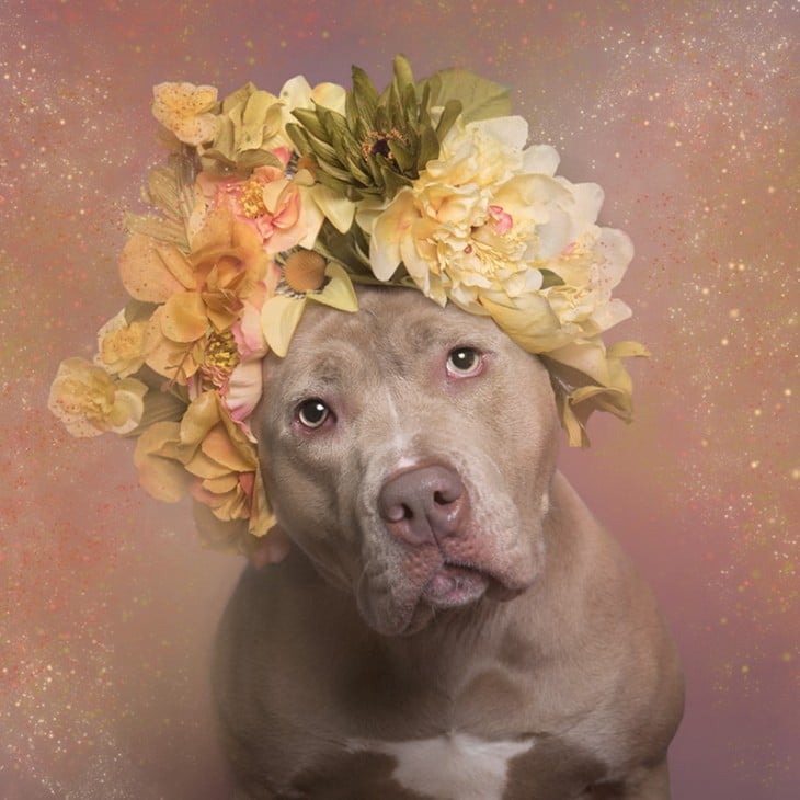 PitbullFlowerPower perro café claro con flores amarillas y verdes en su cabeza