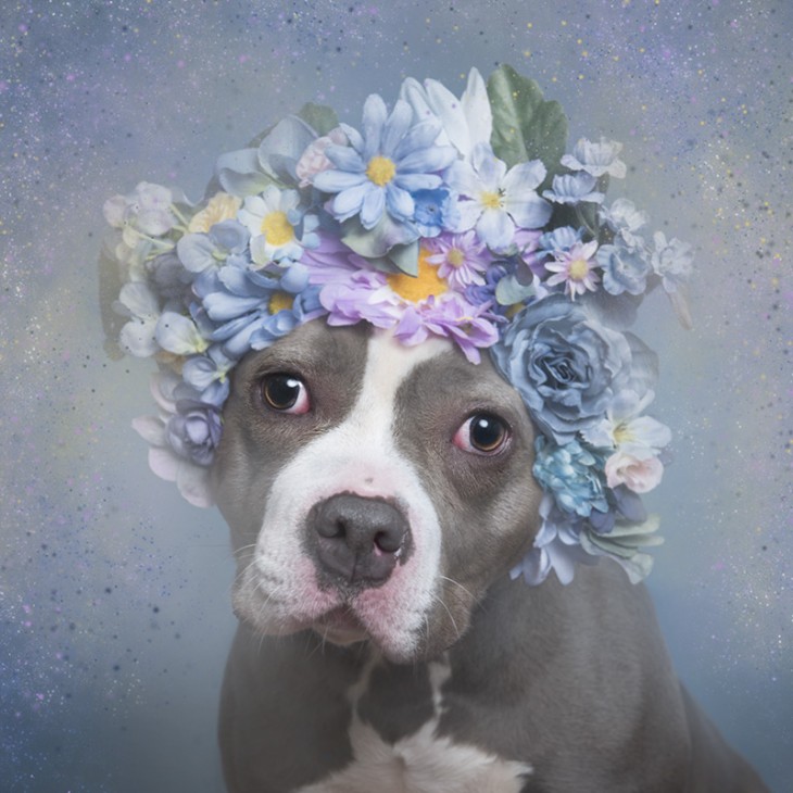 PitbullFlowerPower con un ojo más grande que el otro y una corona en tonos pastel