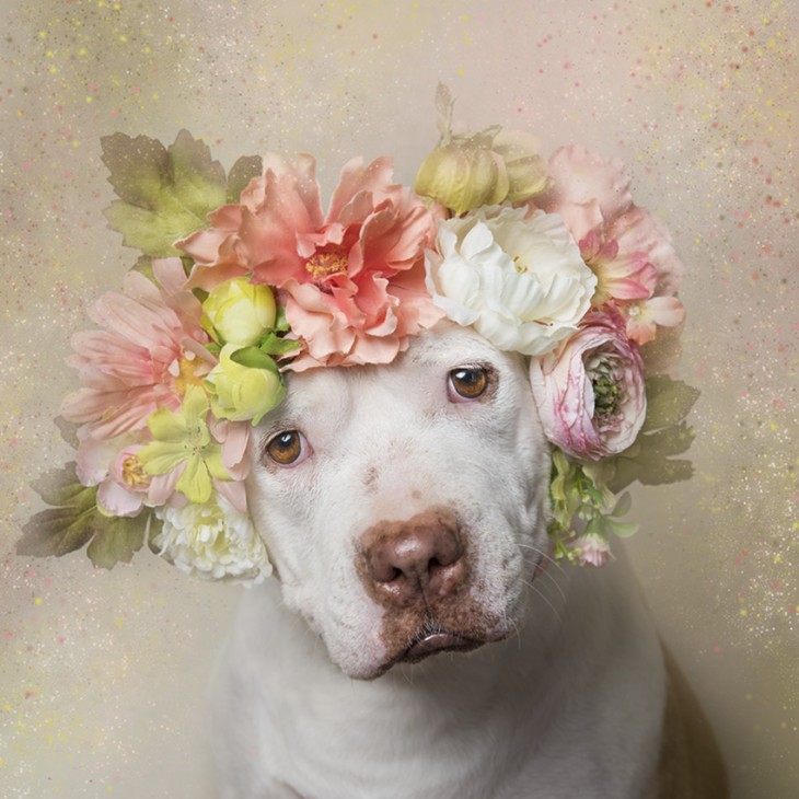 PitbullFlowerPower perrito blanco con corona en tonos rosa, naranja y verde