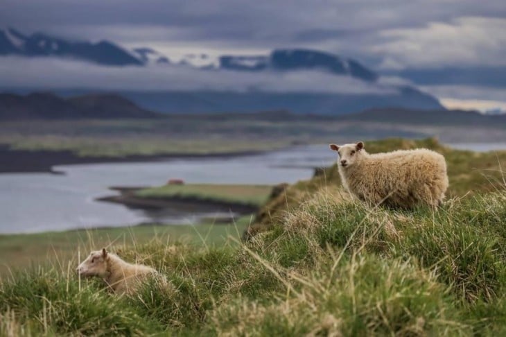 Fotografía de las ovejas salvajes fotografiando en Islandia 