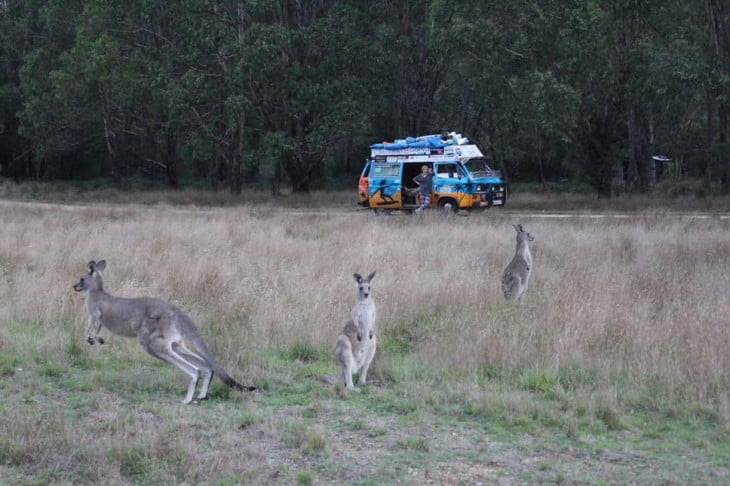 Canguros en Australia y una furgoneta en el fondo 