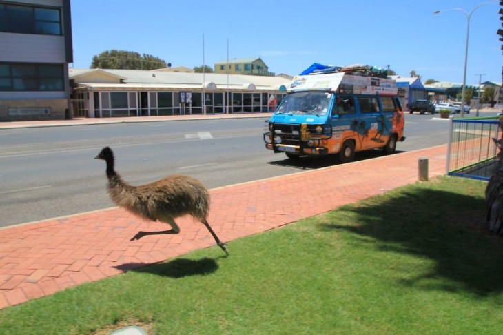 emu salvaje pasando la calle frente a una furgoneta que va en la calle 