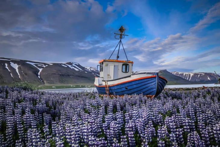 Barco sobre los campos fascinantes de altramuces en Islandia 
