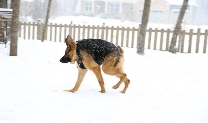 QUASIMODO DISFRUTANDO DE LA NIEVE