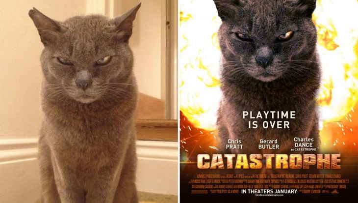 imagen de un gato convertida en un poster de la película Catastrophe