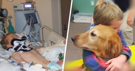 niño logra recuperarse de un terrible accidente gracias a un perro