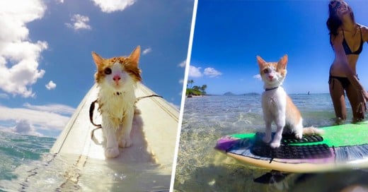 Gato Tuerto Le Encanta Nadar Y Surfear En Hawái