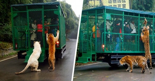 El zoológico chino donde los visitantes son enjaulados y los animales caminan libres