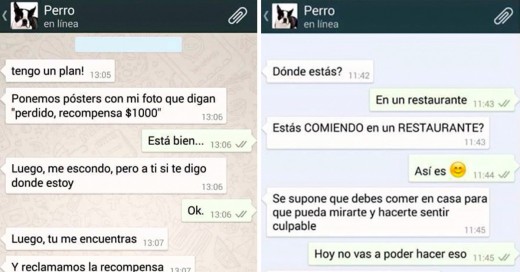 whatsapp con perro