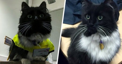 Felix la gata que es oficial de pestes de la Estación de trenes de Huddersfield en West Yorkshire, Reino Unido