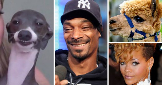 Animales idénticos a celebridades