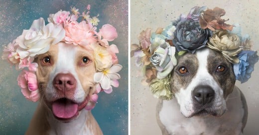 Campaña PitbullFlowerPower