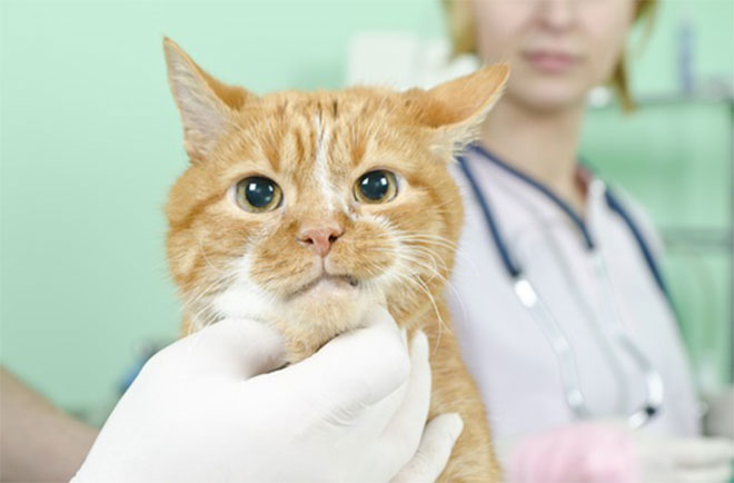 gato con su veterinario