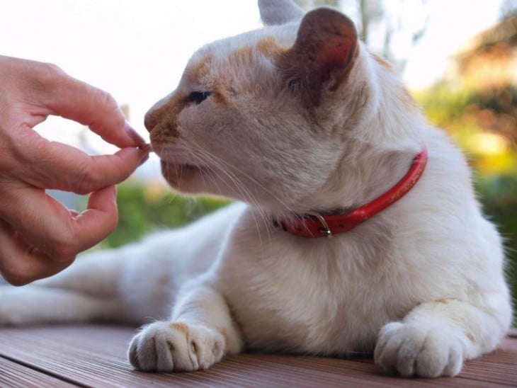 gato intentando tragar una pastilla