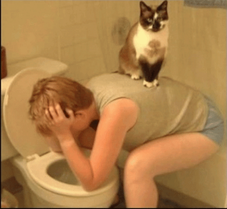 gato en espalda de su dueño mientras éste vomita