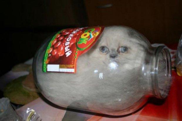 gato atorado en frasco de vidrio