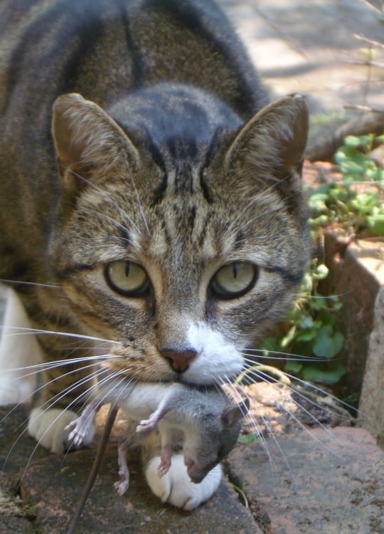 gato con un raton muerto en la boca