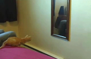gato salta hacia un espejo y se golpea