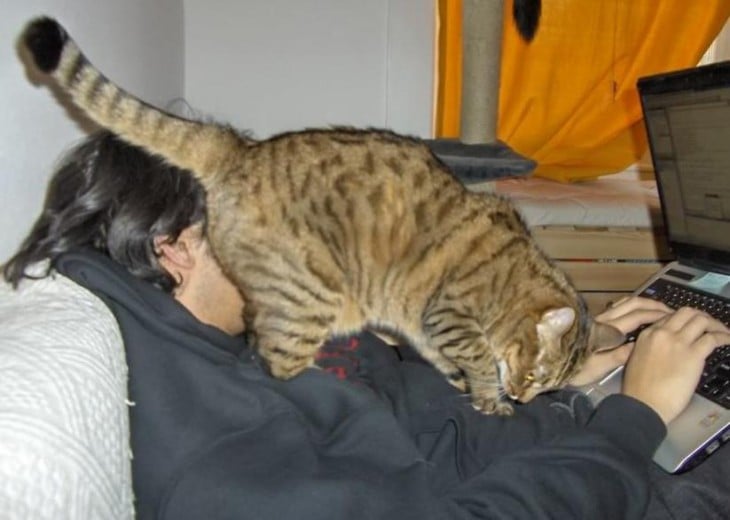 gato pone su trasero en su dueño mientras éste trabaja