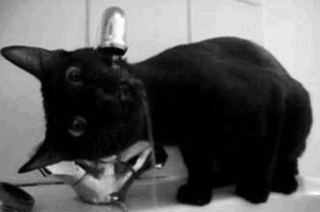 gato tomando agua de la llave del baño