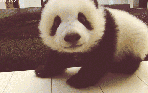 un panda bebé