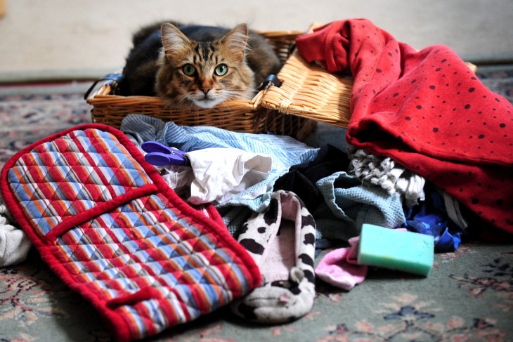 gato en canasta rodeado de cosas que ha robado