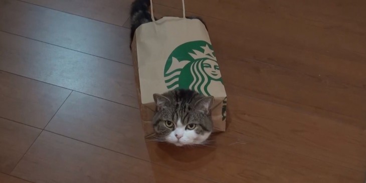 gato adentro de bolsa de starbucks