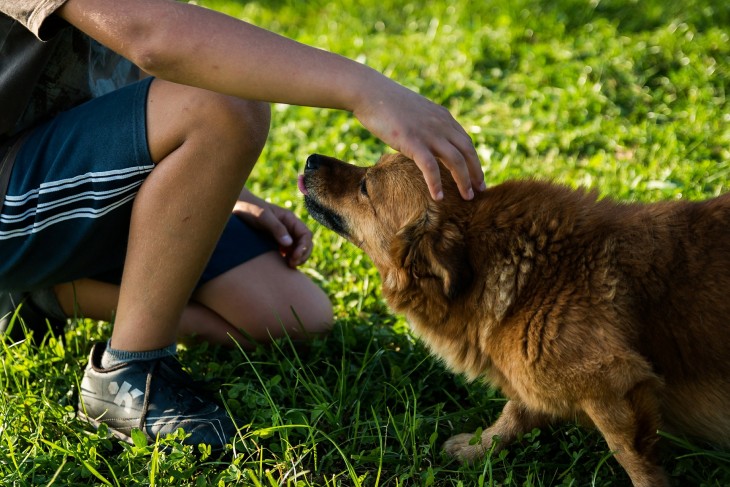 Pero no te puedes resistir a acariciar si ves algún perro en la calle