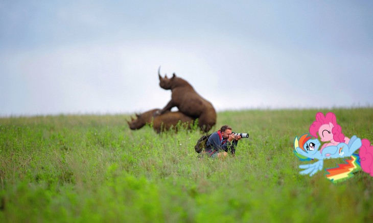 REDDIT FOTÓGRAFO TOMANDO A LOS MY LITTLE PONY MIENTRAS LOS RINOCERONTES CUPULAN