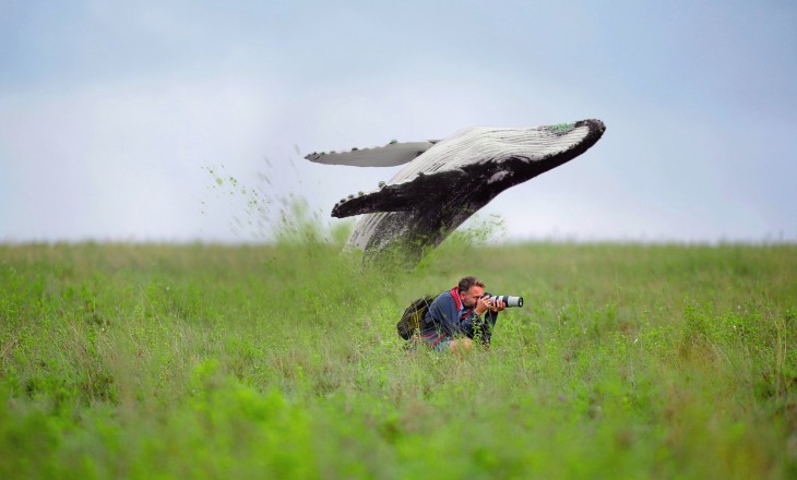 REDDIT RINOCERONTES BALLENA AL FONDO AVENANDOSE AL PASTO