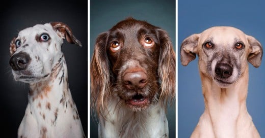 Elke Vogelsang’s fotografías donde los perros se cuestionan el por que les toman fotos