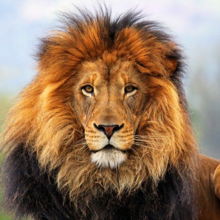 cara de un león 