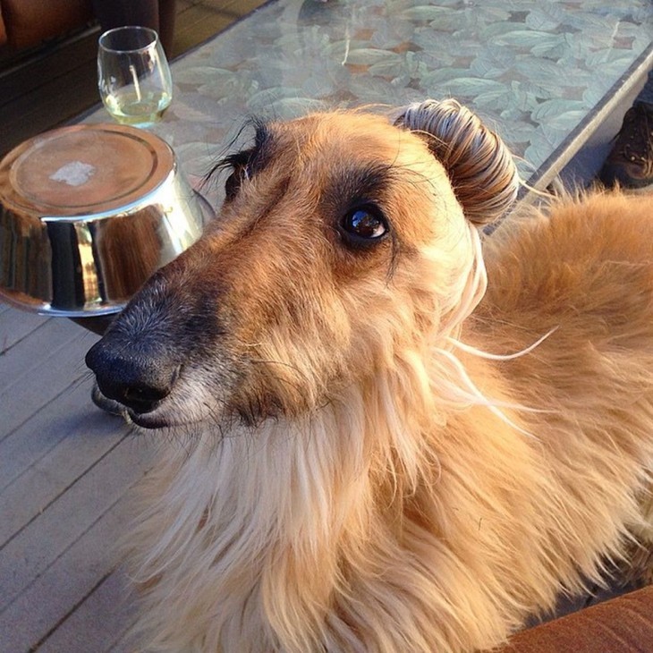 perro con un peinado al estilo dog bun 