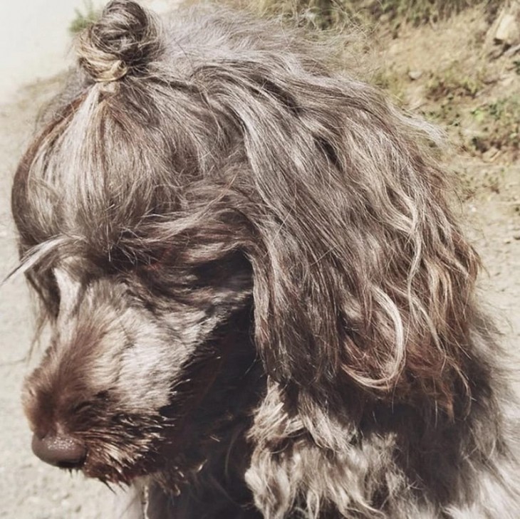 cachorro de pelo gris con un chongo 