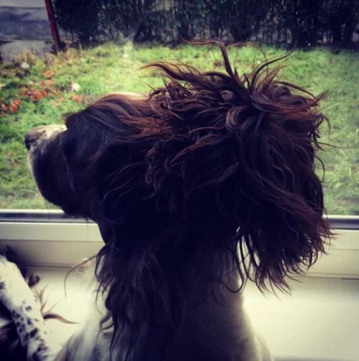 fotografía de un perro con un chongo hecho con su cabello 