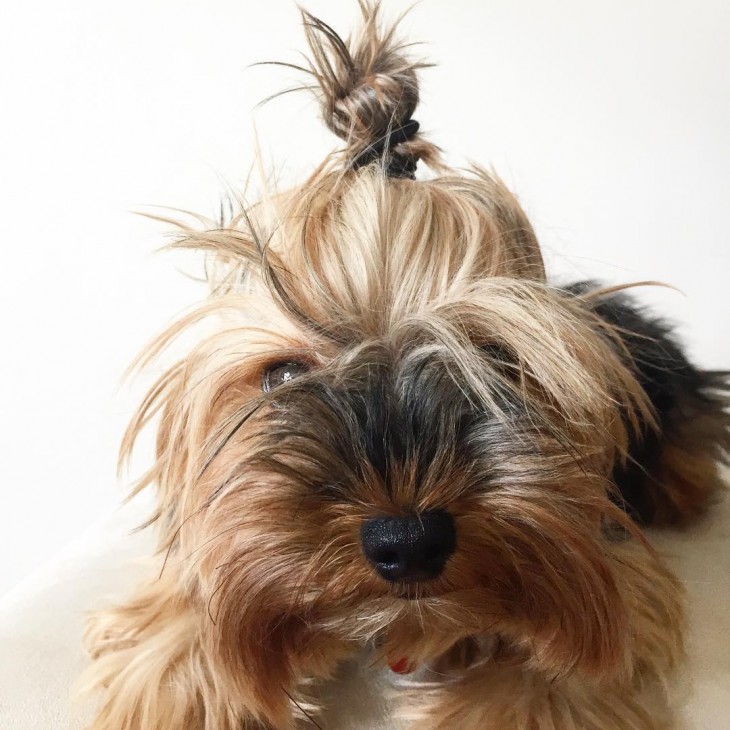 cabeza de un cachorro mostrando su chongo 