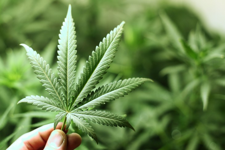 Planta del cannabis 