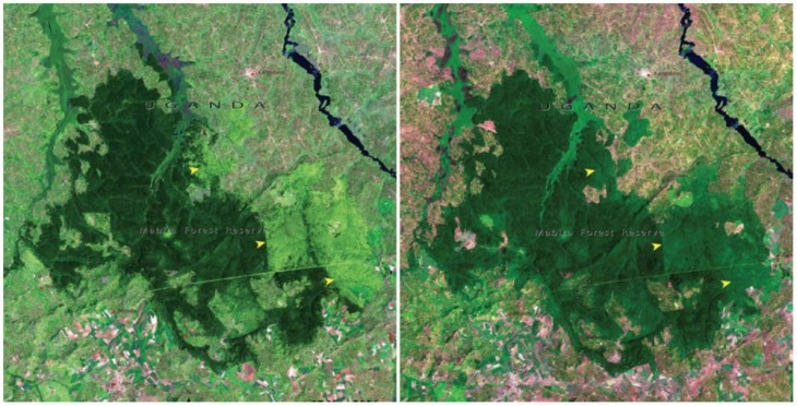 Bosque de Mabira, Uganda. Noviembre de 2001 y enero de 2006