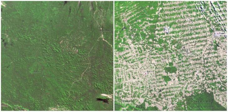 imagen del antes y ahora del Bosque en Rondonia, Brasil