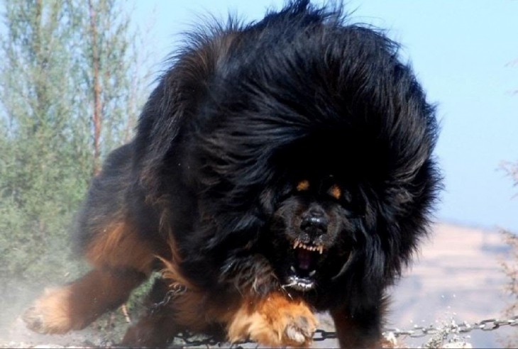 Dogo del Tíbet una de las razas de perros poco comunes 