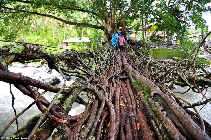raíces de un árbol formando un puente en Indonesia 